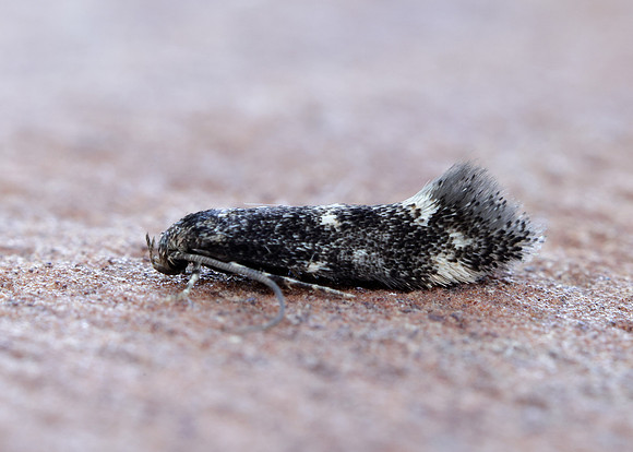 38.025 BF597 Elachista atricomella
