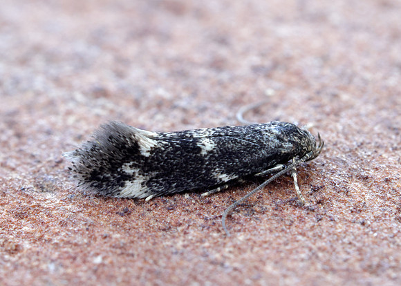 38.025 BF597 Elachista atricomella