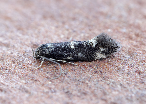 38.025 BF597 Elachista atricomella