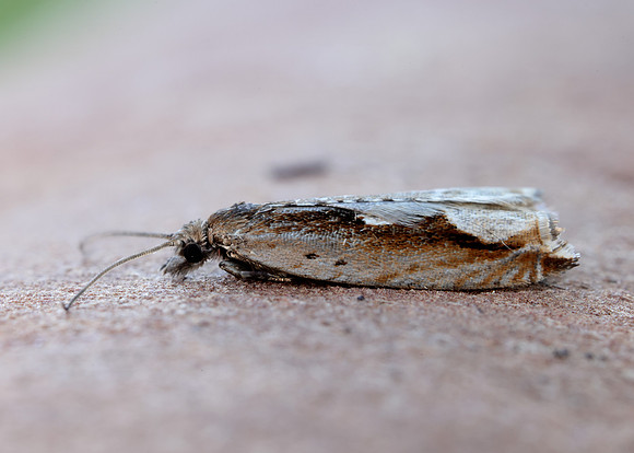 49.207 BF1119 Ancylis geminana