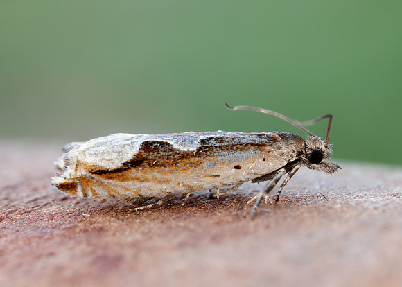 49.207 BF1119 Ancylis geminana