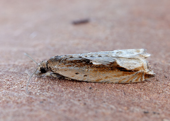 49.207 BF1119 Ancylis geminana