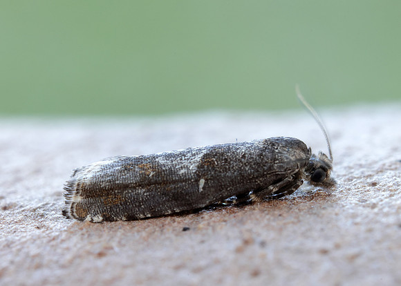 49.240 BF1136 Epinotia immundana