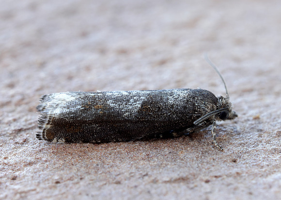 49.240 BF1136 Epinotia immundana