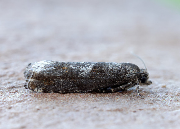 49.240 BF1136 Epinotia immundana