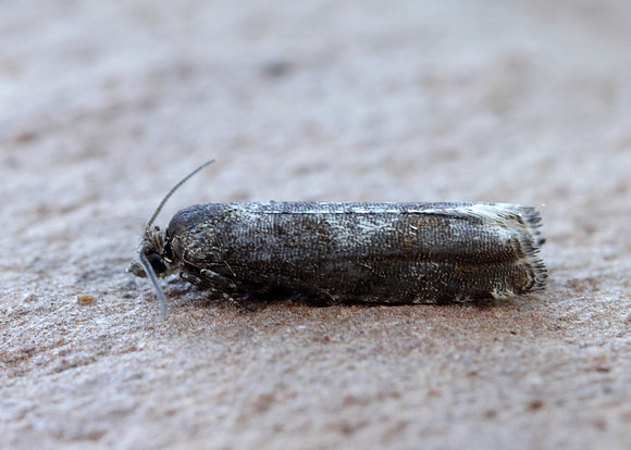 49.240 BF1136 Epinotia immundana