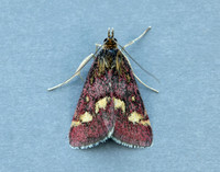 63.007 BF1362 Pyrausta purpuralis