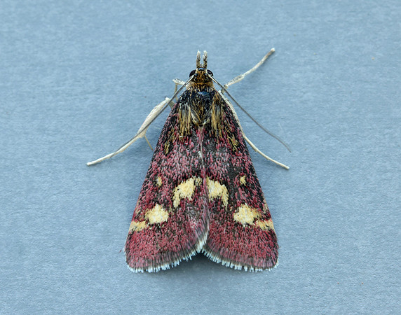 63.007 BF1362 Pyrausta purpuralis