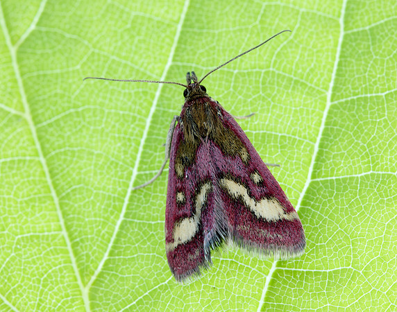 63.008 BF1363 Pyrausta ostrinalis