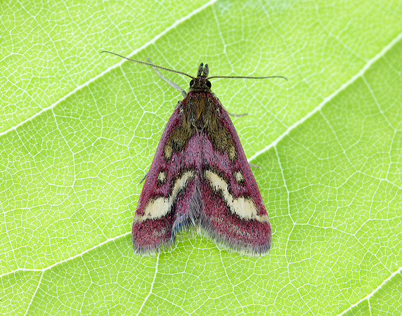 63.008 BF1363 Pyrausta ostrinalis