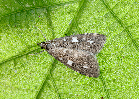 63.037 BF1392 Udea olivalis
