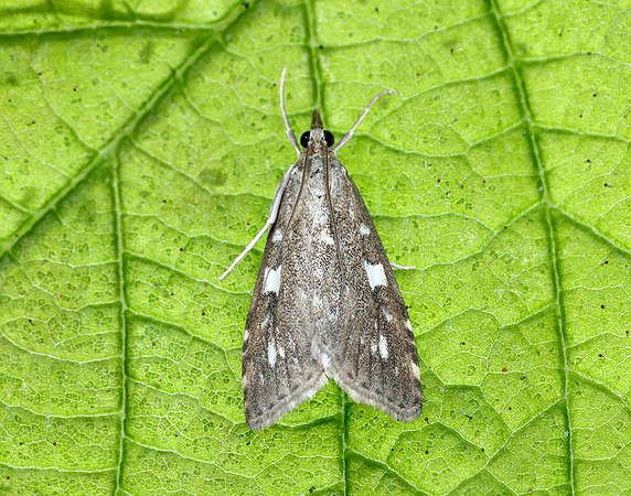 63.037 BF1392 Udea olivalis