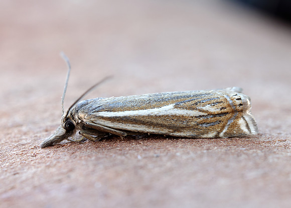 63.086 BF1301 Crambus lathoniellus