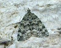 70.096 BF1761 Autumn Green Carpet Chloroclysta miata
