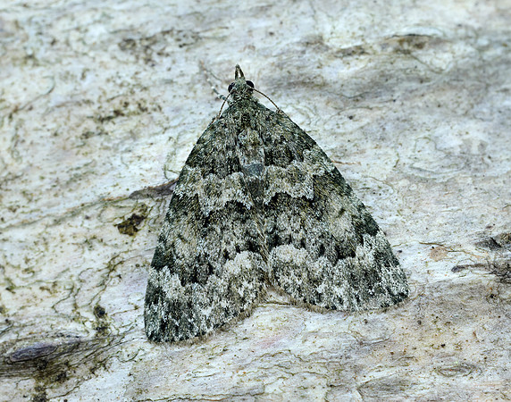 70.096 BF1761 Autumn Green Carpet Chloroclysta miata