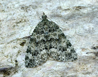 70.096 BF1761 Autumn Green Carpet Chloroclysta miata