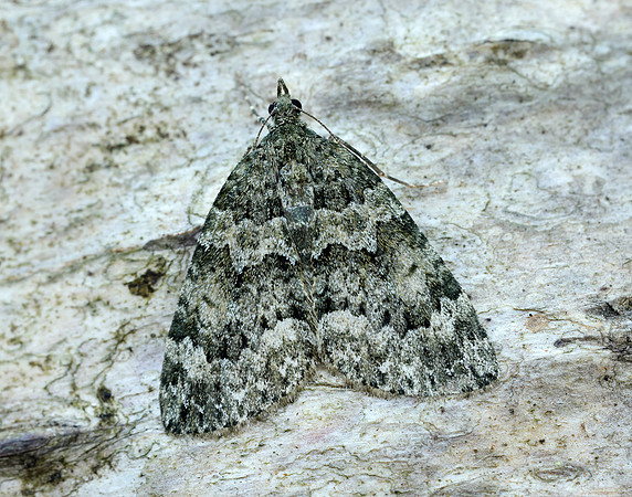 70.096 BF1761 Autumn Green Carpet Chloroclysta miata