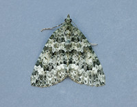 70.096 BF1761 Autumn Green Carpet Chloroclysta miata
