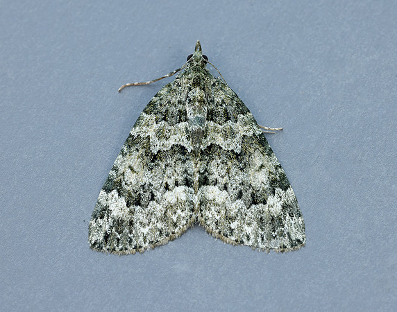 70.096 BF1761 Autumn Green Carpet Chloroclysta miata