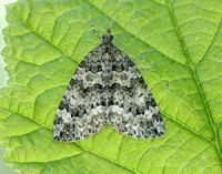 70.096 BF1761 Autumn Green Carpet Chloroclysta miata