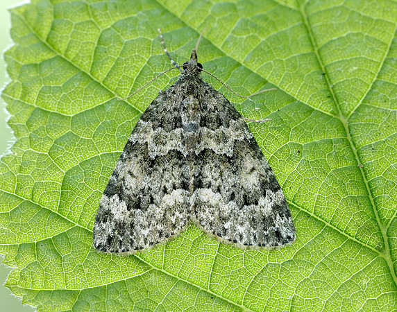 70.096 BF1761 Autumn Green Carpet Chloroclysta miata