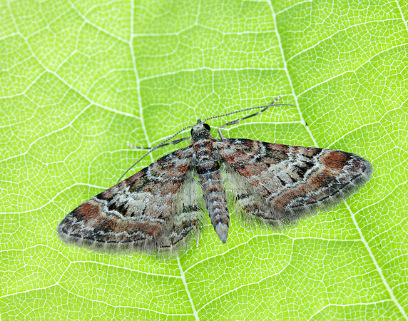70.141 BF1862 Double-striped Pug Gymnoscelis rufifasciata