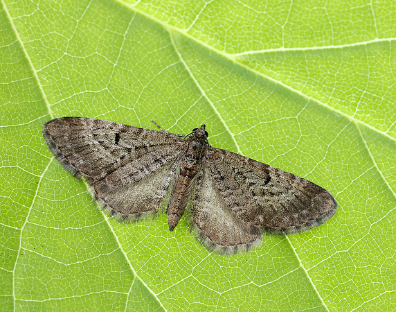 70.176 BF1827 Freyer's Pug Eupithecia intricata