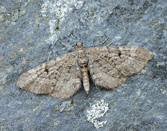 70.176 BF1827 Freyer's Pug Eupithecia intricata