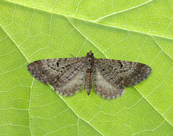 70.176 BF1827 Freyer's Pug Eupithecia intricata