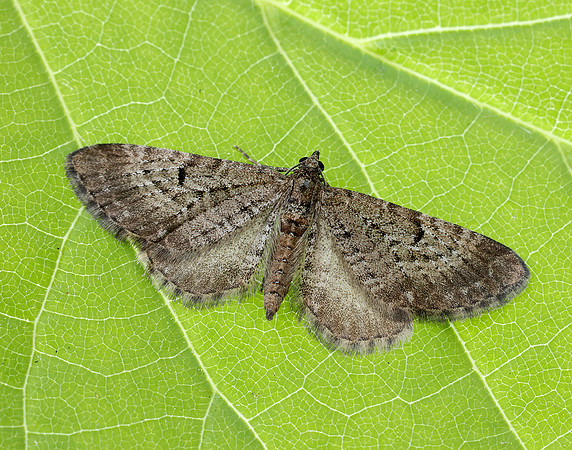 70.176 BF1827 Freyer's Pug Eupithecia intricata