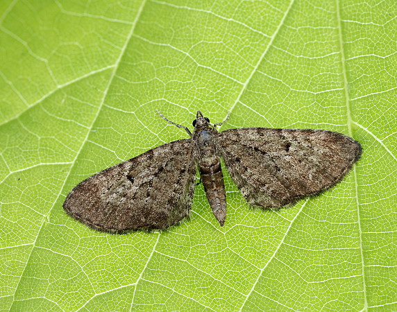 70.176 BF1827 Freyer's Pug Eupithecia intricata