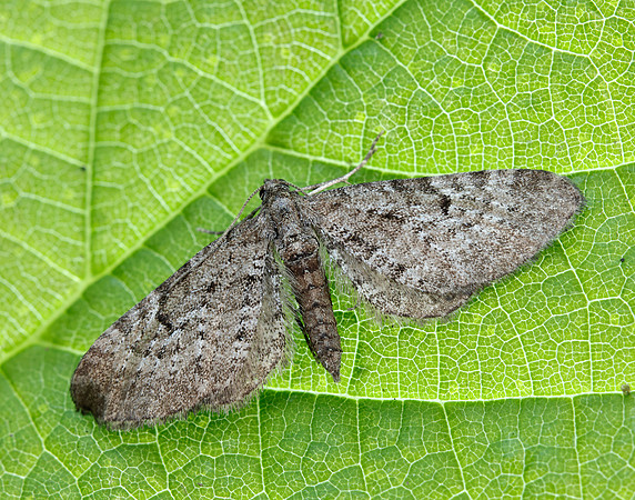 70.176 BF1827 Freyer's Pug Eupithecia intricata