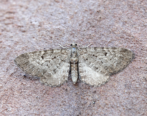 70.176 BF1827 Freyer's Pug Eupithecia intricata