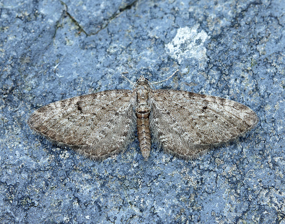 70.176 BF1827 Freyer's Pug Eupithecia intricata