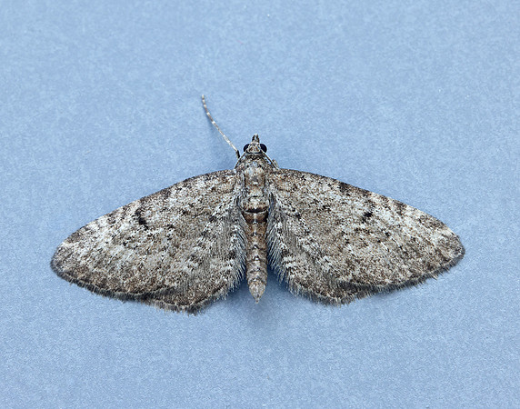 70.176 BF1827 Freyer's Pug Eupithecia intricata