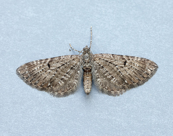 70.176 BF1827 Freyer's Pug Eupithecia intricata