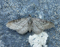 70.190 BF1837 Grey Pug Eupithecia subfuscata