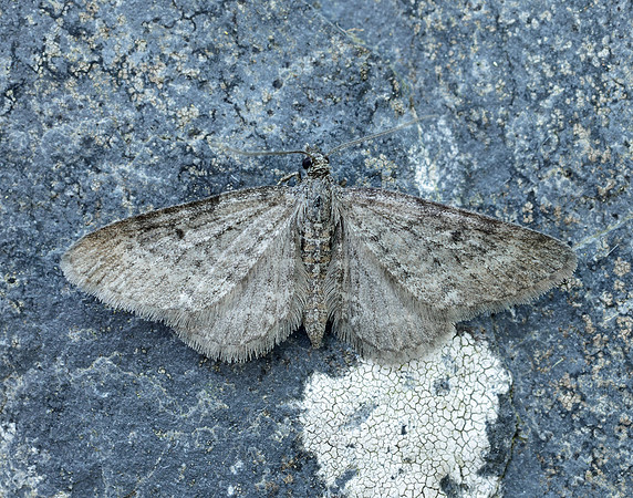 70.190 BF1837 Grey Pug Eupithecia subfuscata