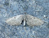 70.190 BF1837 Grey Pug Eupithecia subfuscata