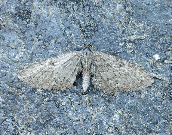 70.190 BF1837 Grey Pug Eupithecia subfuscata