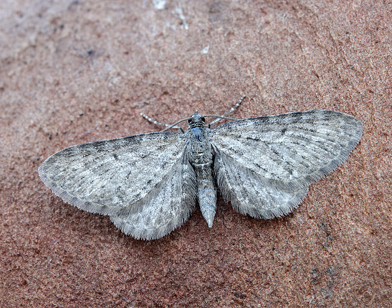70.190 BF1837 Grey Pug Eupithecia subfuscata