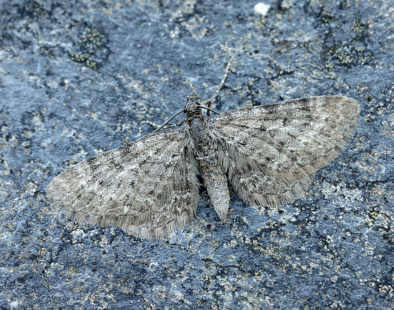70.190 BF1837 Grey Pug Eupithecia subfuscata