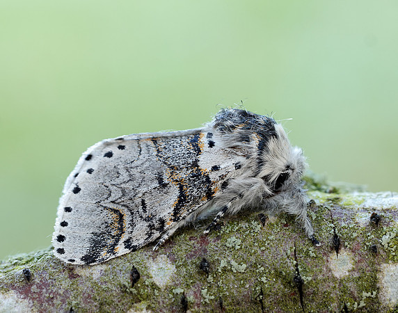 71.005 BF1997 Sallow Kitten Furcula furcula