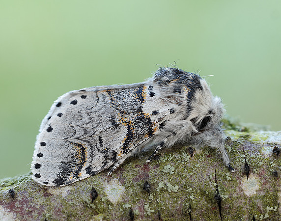 71.005 BF1997 Sallow Kitten Furcula furcula