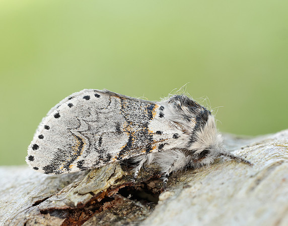 71.005 BF1997 Sallow Kitten Furcula furcula