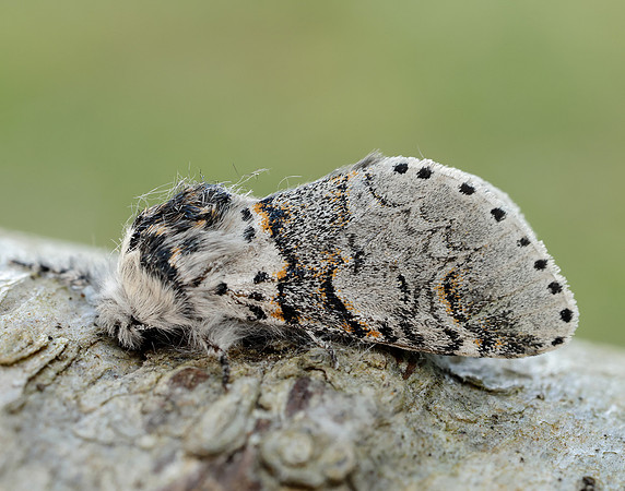71.005 BF1997 Sallow Kitten Furcula furcula