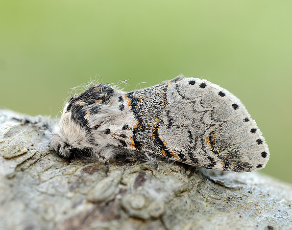 71.005 BF1997 Sallow Kitten Furcula furcula