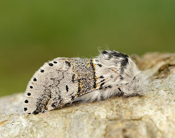 71.005 BF1997 Sallow Kitten Furcula furcula
