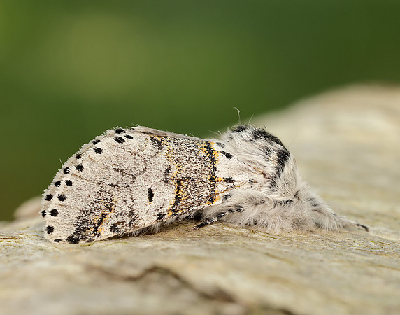 71.005 BF1997 Sallow Kitten Furcula furcula