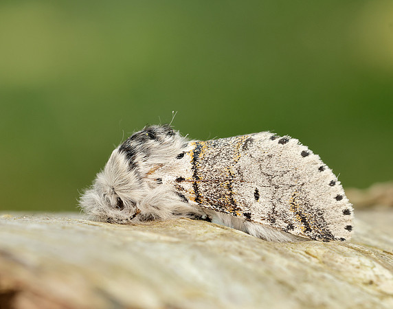 71.005 BF1997 Sallow Kitten Furcula furcula